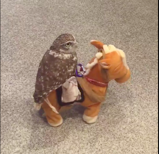 圖片來源:bibi_and_george/twitter