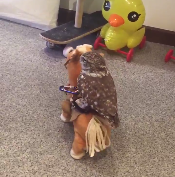 圖片來源:bibi_and_george/twitter