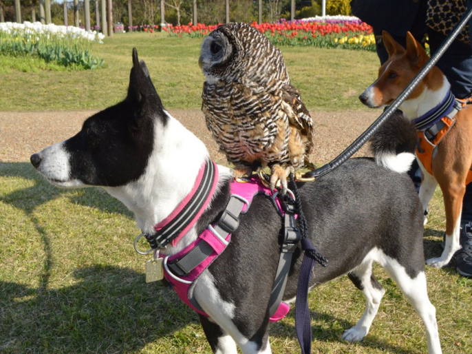 圖片來源:bibi_and_george/twitter