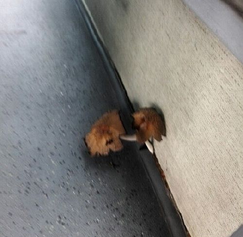 圖片來源:xdomain.jp