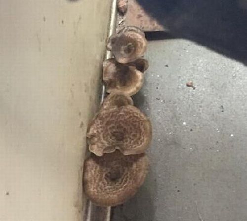 圖片來源:xdomain.jp