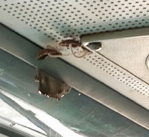 圖片來源:xdomain.jp