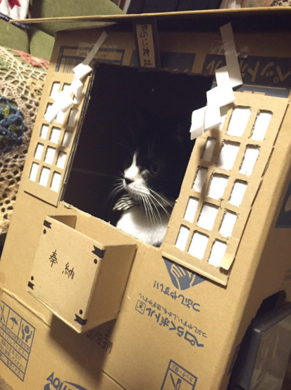 圖片來源:V_KITEI/twitter