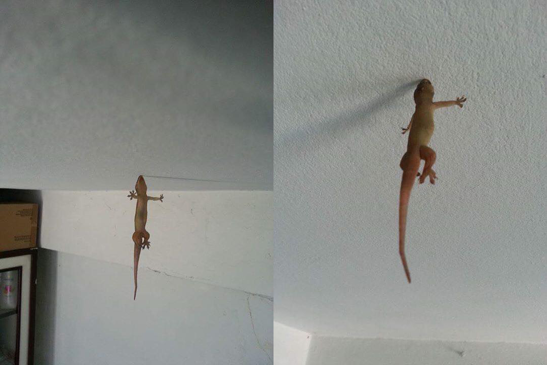 圖片來源：Jazz Hoon／●【爆廢公社】●