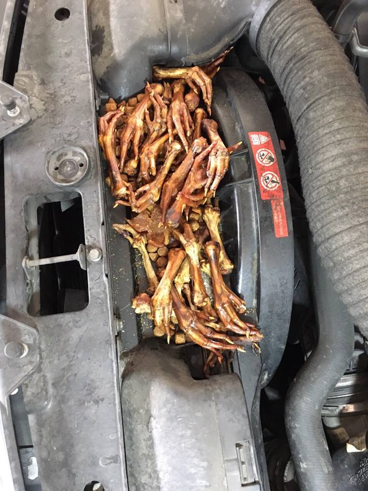 圖片來源:Leo Lin/●【爆料公社】●