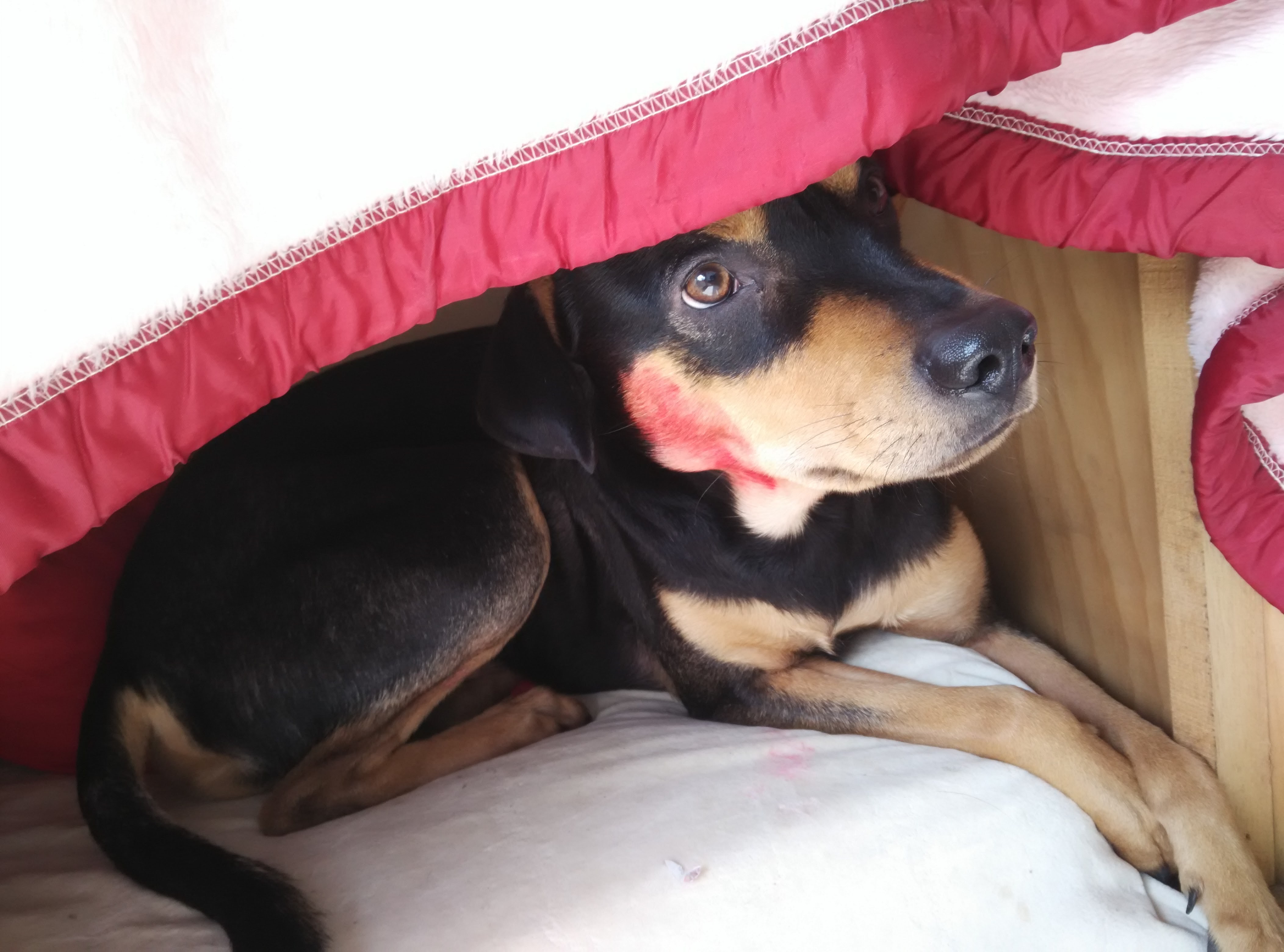 圖片來源: skarry/PTT