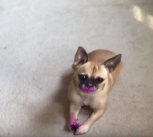 圖片來源: America's Funniest Home Videos