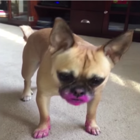 圖片來源: America's Funniest Home Videos