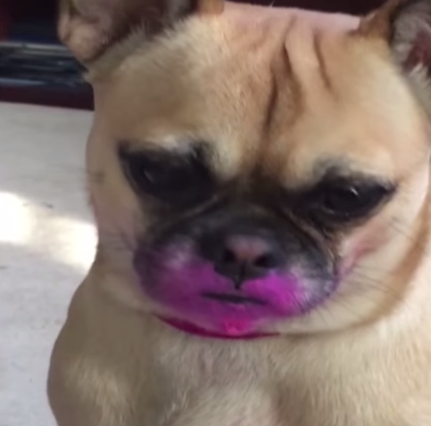 圖片來源: America's Funniest Home Videos