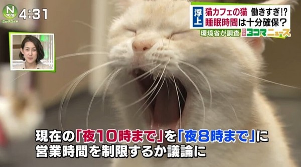 圖片來源:まっちゃん/twitter