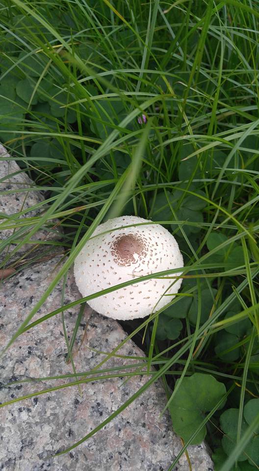 圖片來源：Keung Lee／Tai Po 大埔