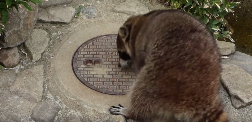 圖片來源:Naganno Chausuyama Zoo