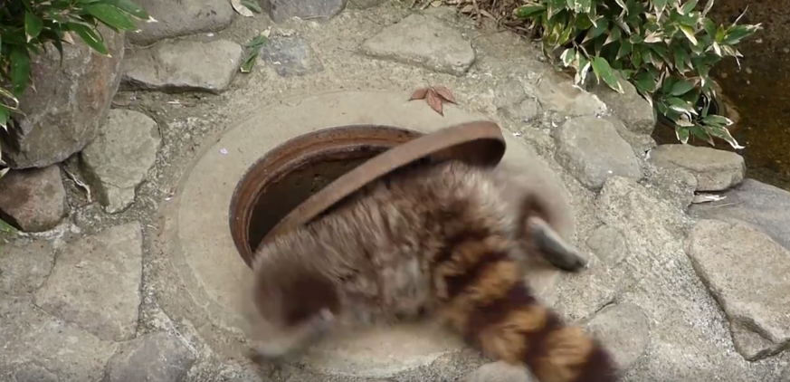 圖片來源:Naganno Chausuyama Zoo