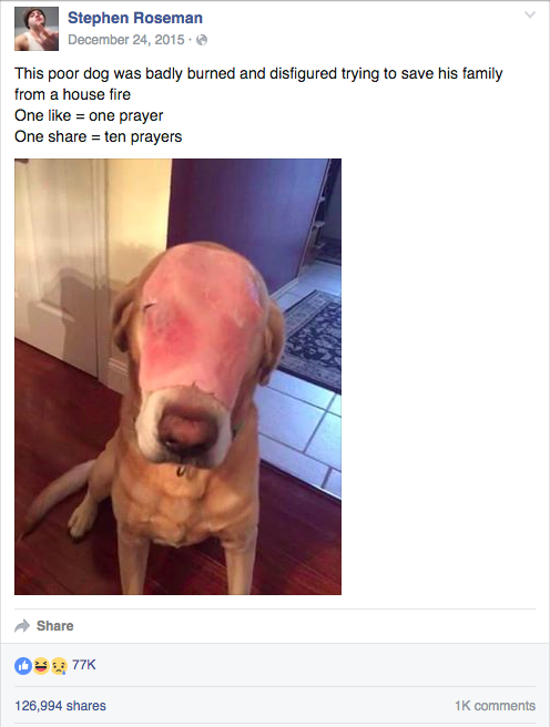 圖片來源：Stephen Roseman