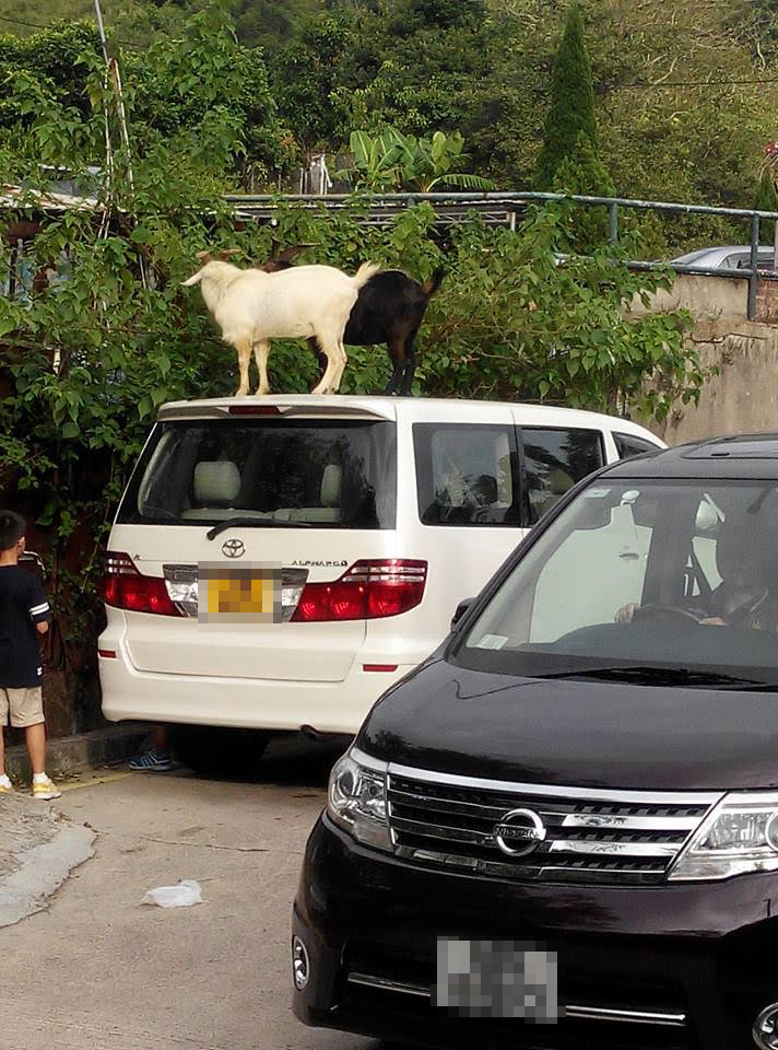 圖片來源:Simon Tsao/香港突發事故報料區