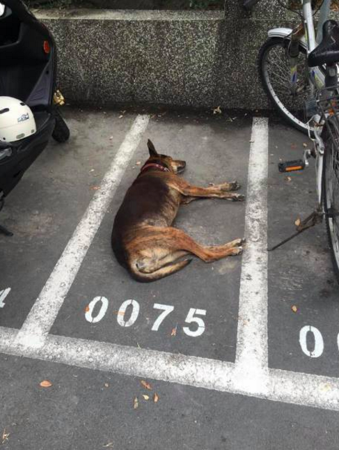 圖片來源：Ya Xuan Lin