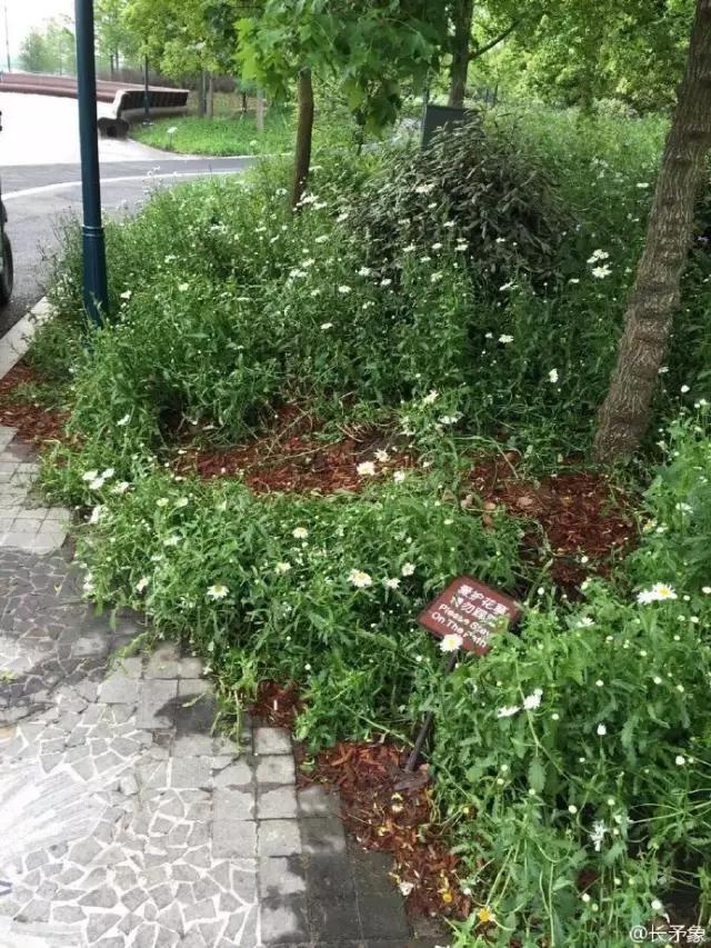 ​圖片來源：今日頭條