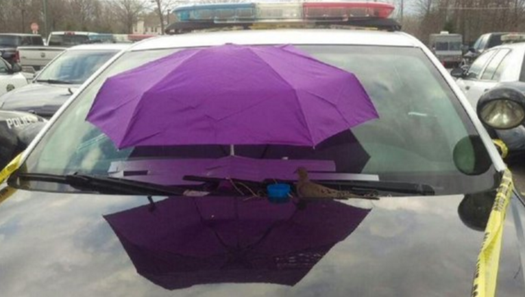 圖片來源：the dodo/twitter