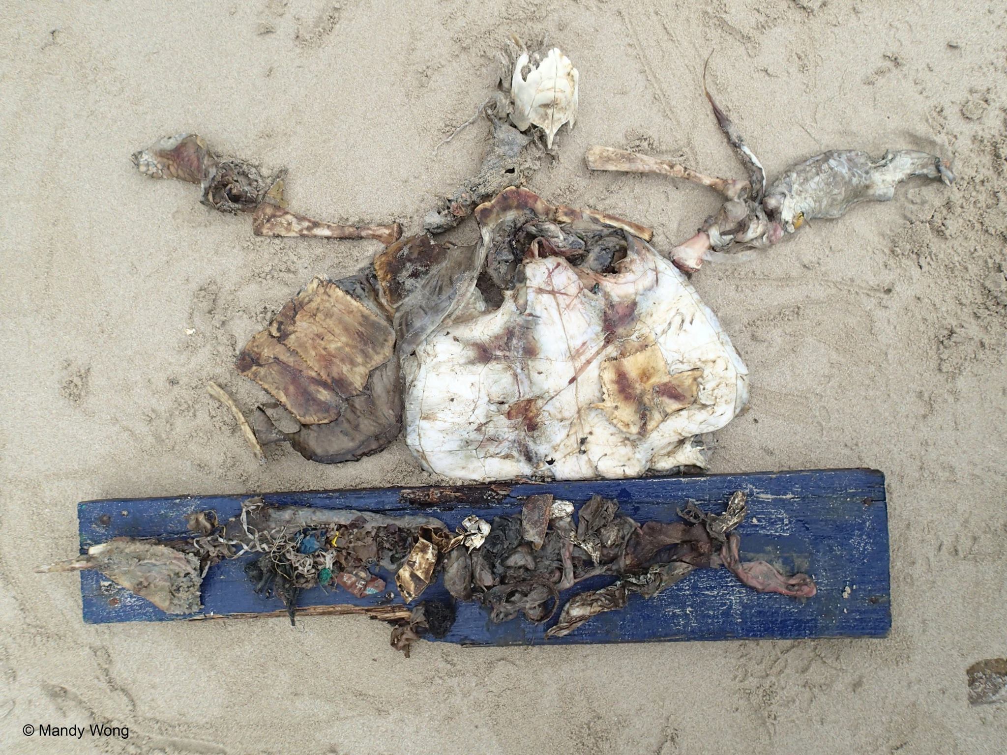 圖片來源：Mandy Wong