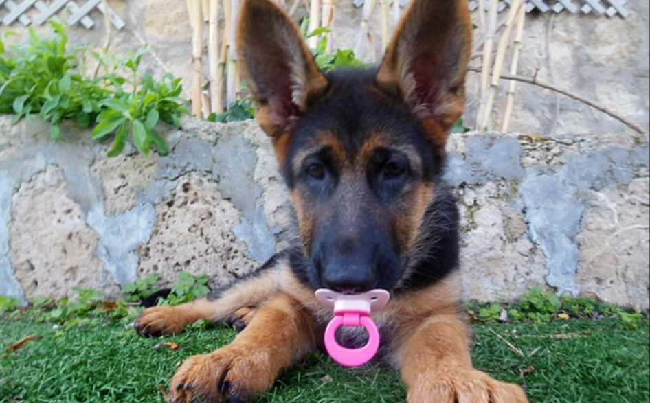 圖片來源：dailymail