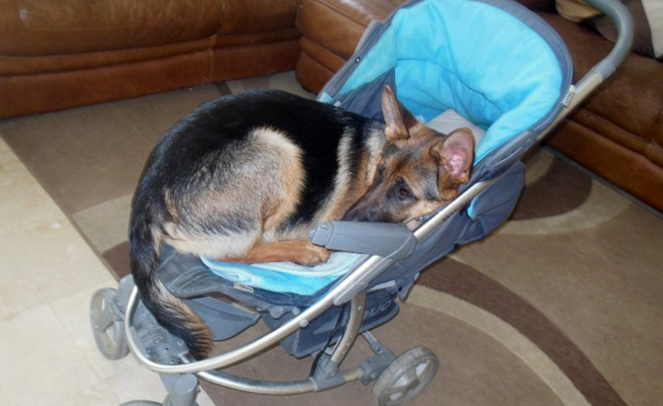 圖片來源：dailymail