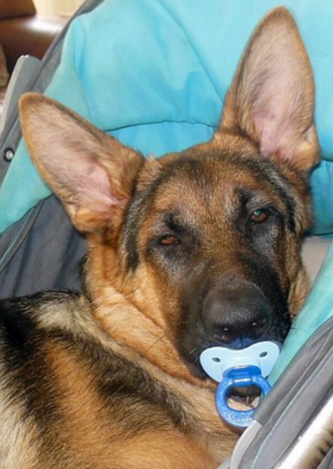 圖片來源：dailymail