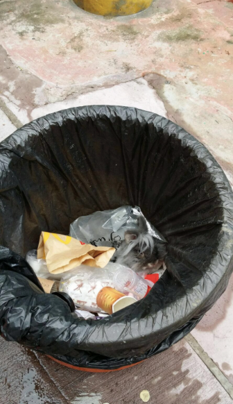 圖片來源：Jessie Tong