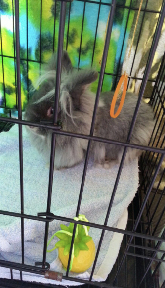 圖片來源：Jessie Tong