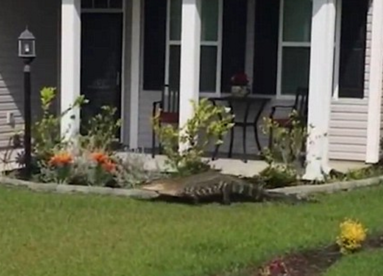 圖片來源：Daily Mail