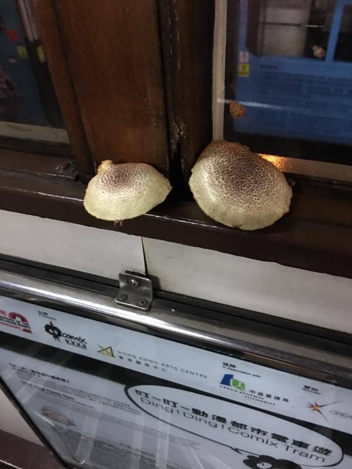 圖片來源：Cody Cody‎/西環變幻時