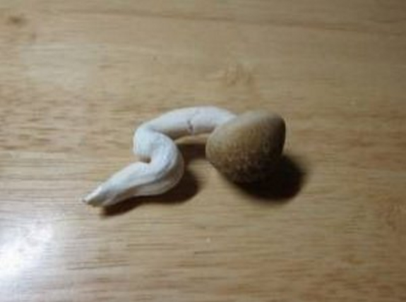 圖片來源：teikin2/twitter