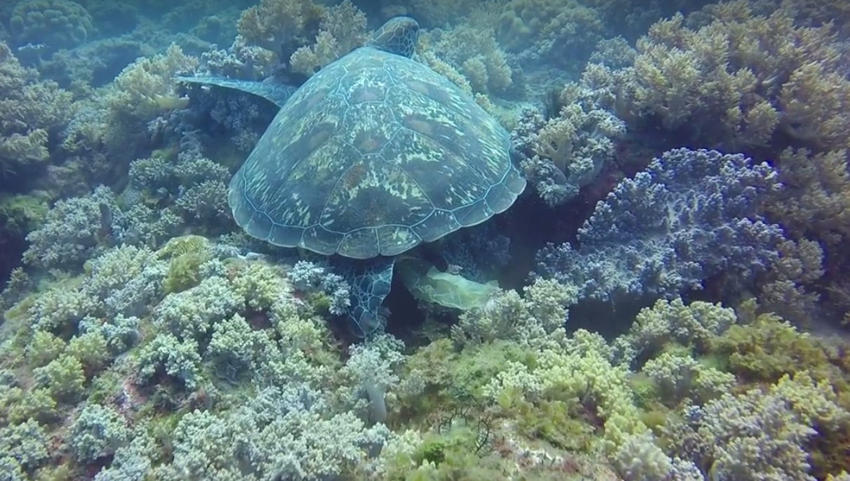圖片來源：島人。Islander