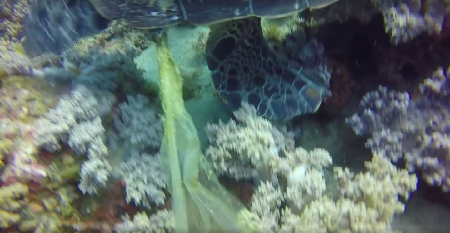 圖片來源：島人。Islander