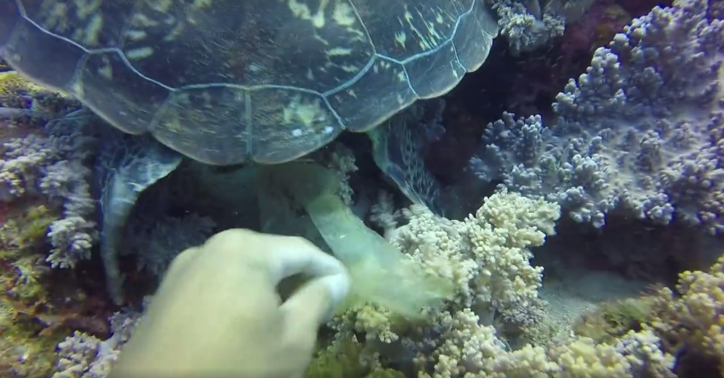 圖片來源：島人。Islander