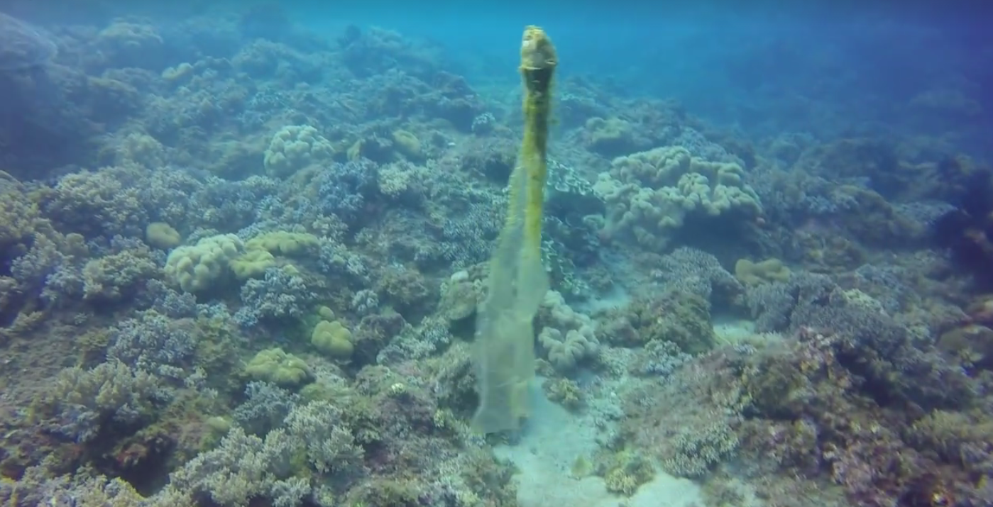 圖片來源：島人。Islander