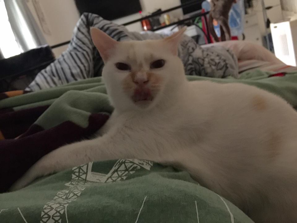 圖片來源：小白～大餅臉肥屁股