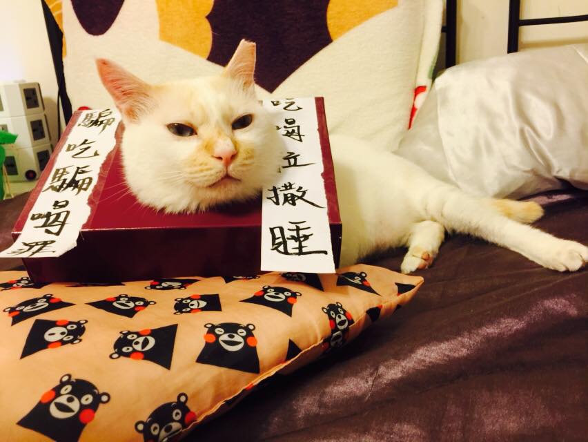 圖片來源：林均表/貓咪也瘋狂俱樂部 CrazyCat club