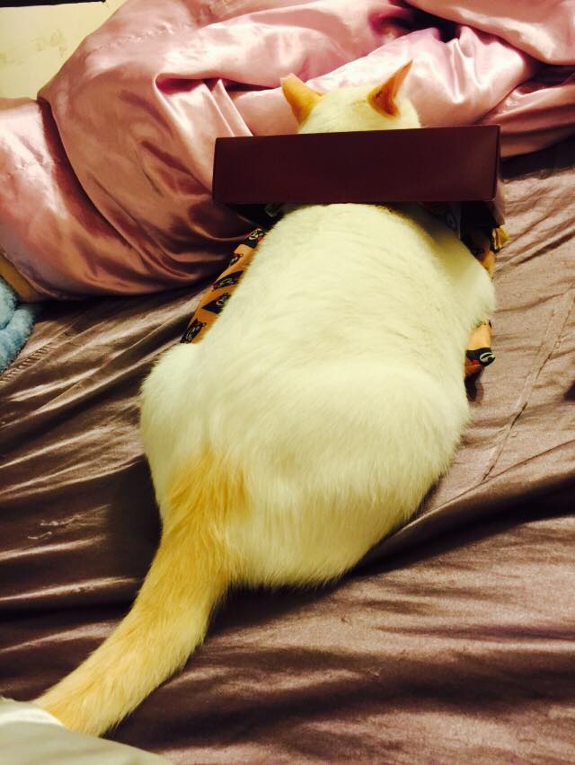 圖片來源：林均表/貓咪也瘋狂俱樂部 CrazyCat club