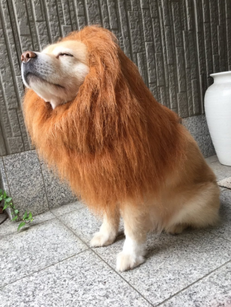 圖片來源:nobitenobiru/twitter