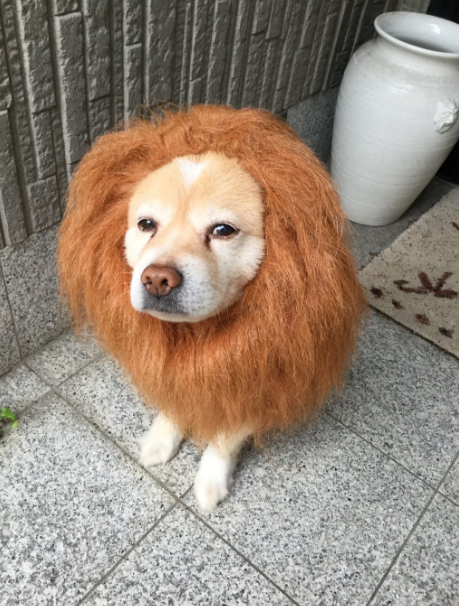 圖片來源:nobitenobiru/twitter