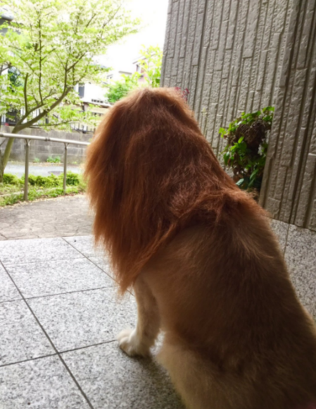 圖片來源:nobitenobiru/twitter