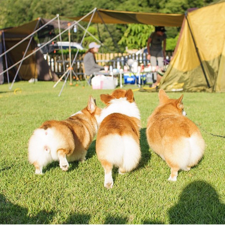 圖片來源:corgibutt_official/twitter