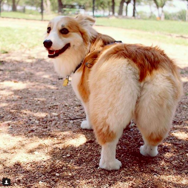 圖片來源:corgibutt_official/twitter