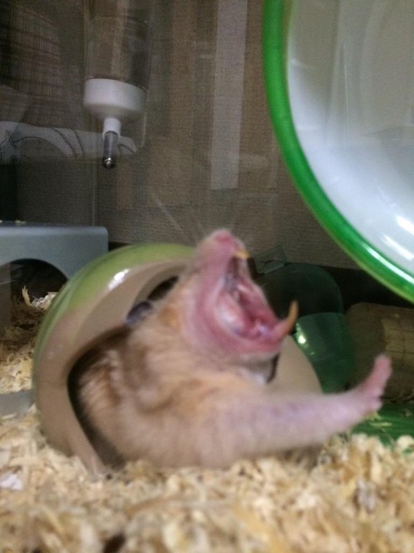 圖片來源:twitter