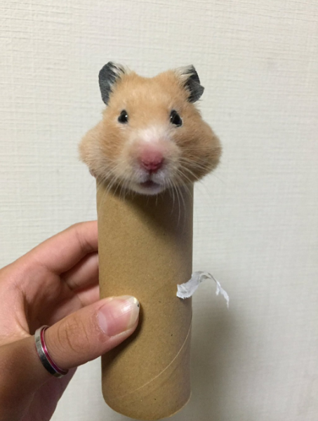 圖片來源:pazzle_1280/twitter