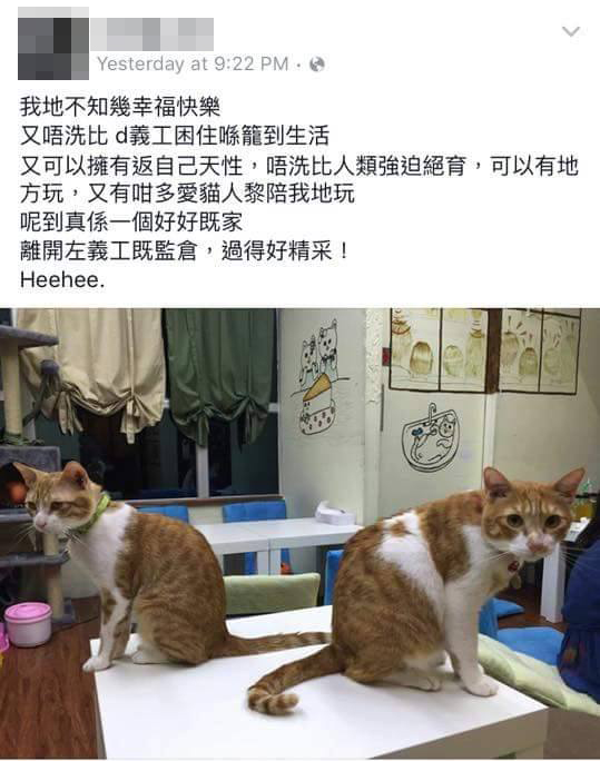 圖片來源:天下貓貓一樣貓