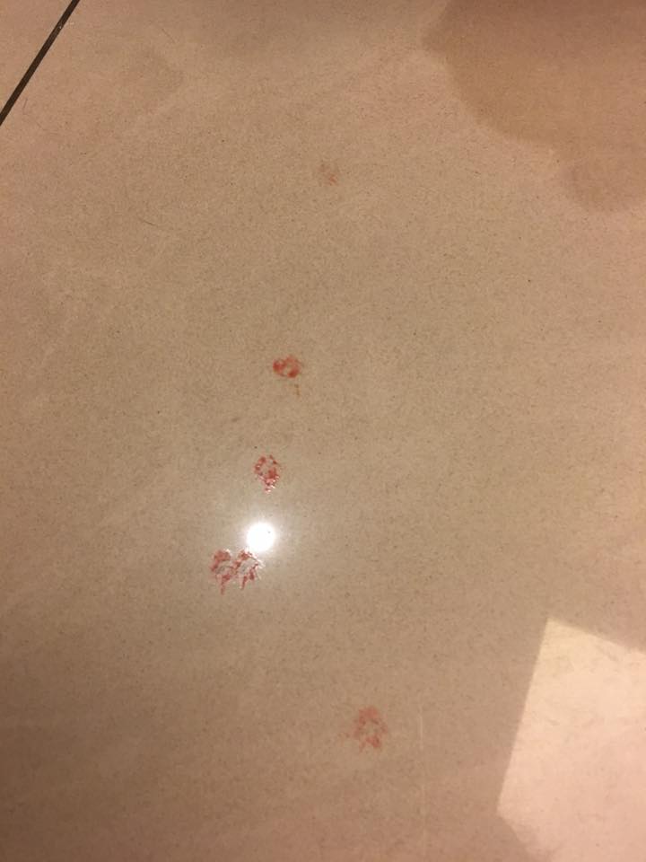 圖片來源：林虹妗／貓咪也瘋狂俱樂部 CrazyCat club