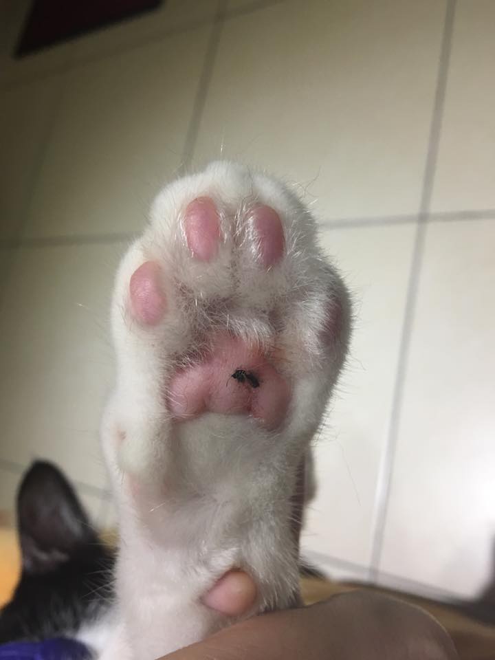 圖片來源：林虹妗／貓咪也瘋狂俱樂部 CrazyCat club