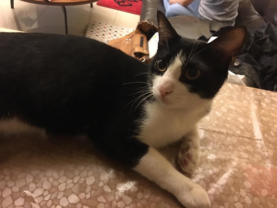 圖片來源：林虹妗／貓咪也瘋狂俱樂部 CrazyCat club