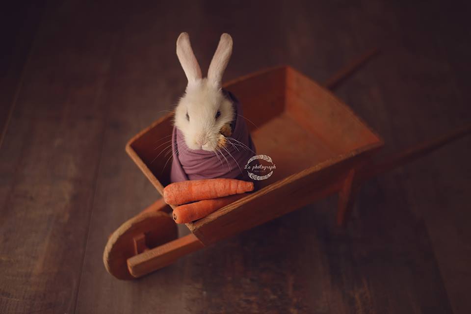 圖片來源：LePhotograph